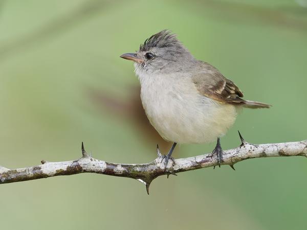 Geelkeelvliegenpikker (Camptostoma obsoletum)